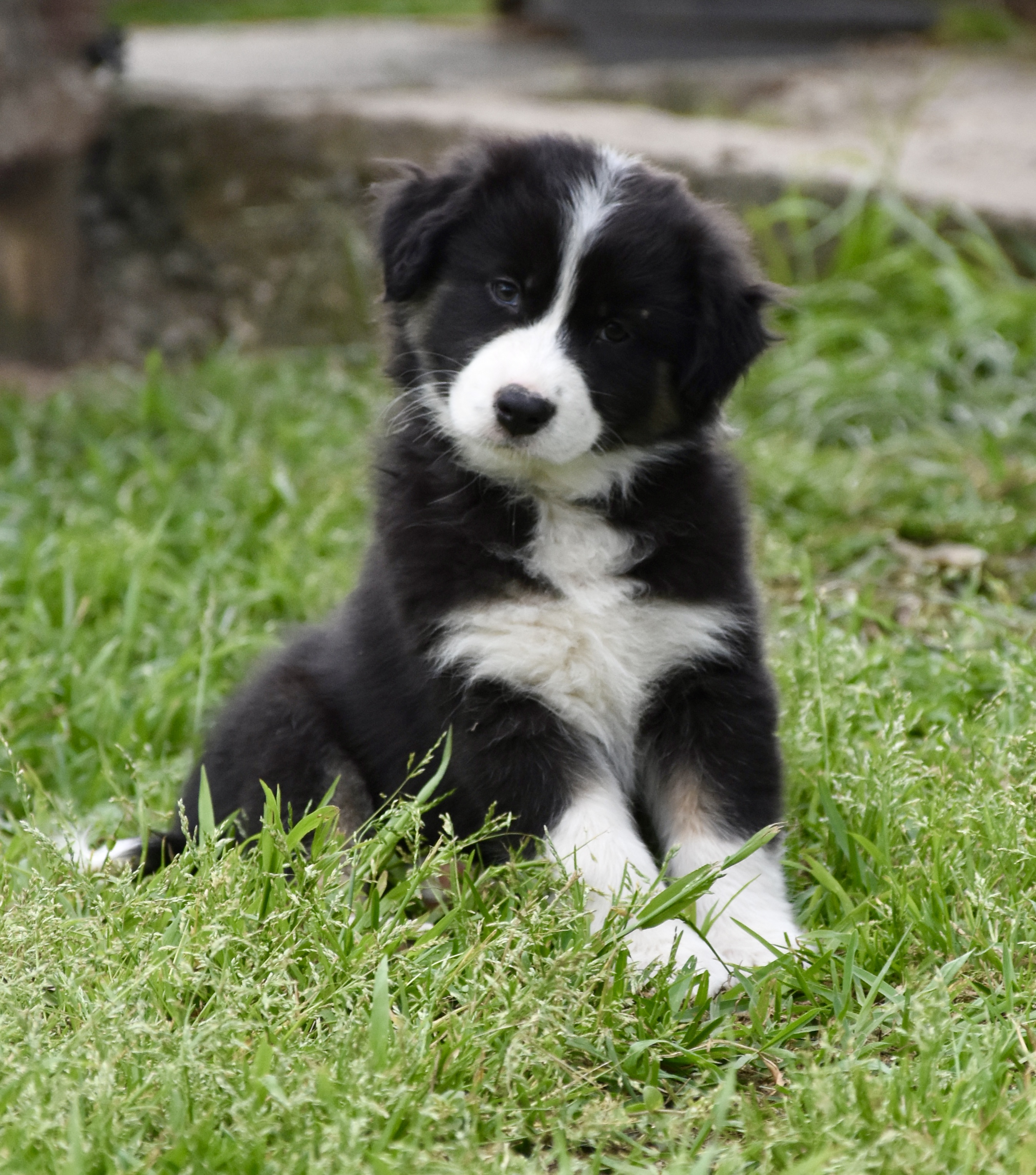 Australian Shepherd puppies — photo 9