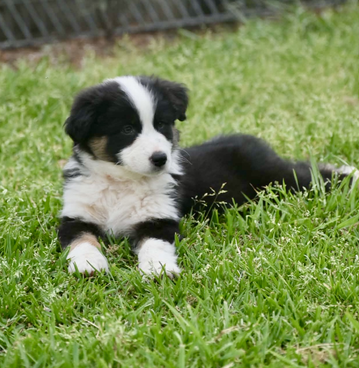 Australian Shepherd puppies — photo 1