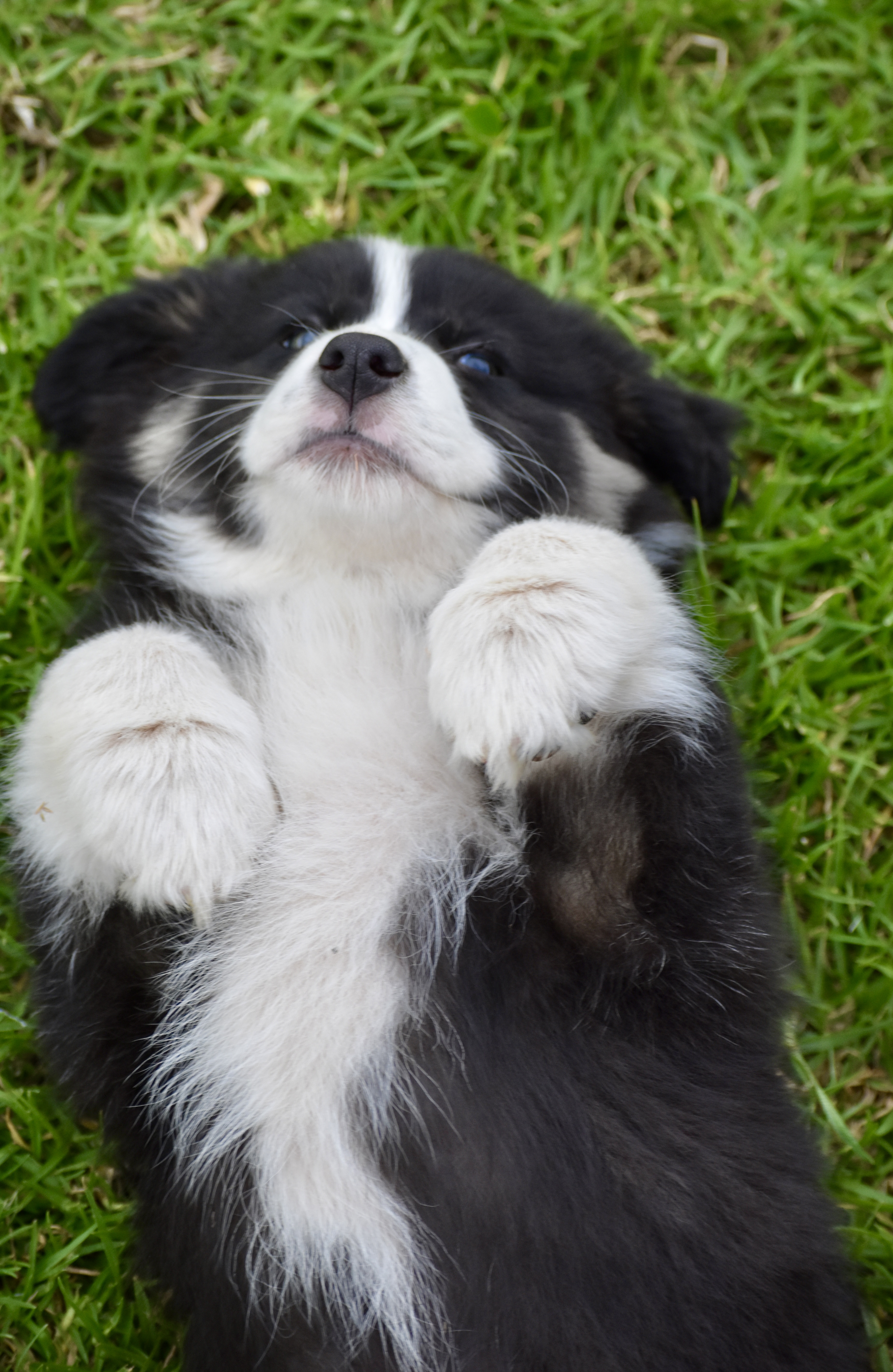 Australian Shepherd puppies — photo 11