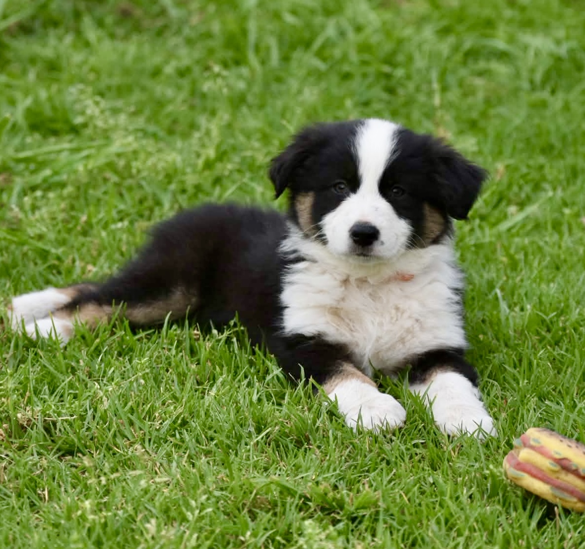 Australian Shepherd puppies — photo 2