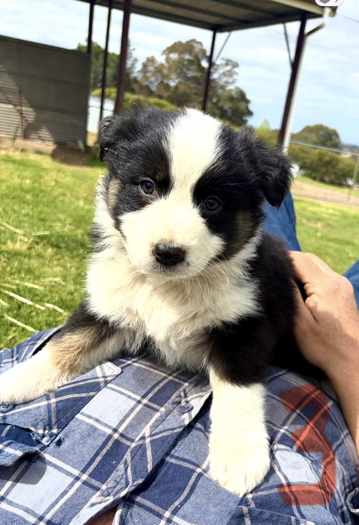 Australian Shepherd puppies — photo 7