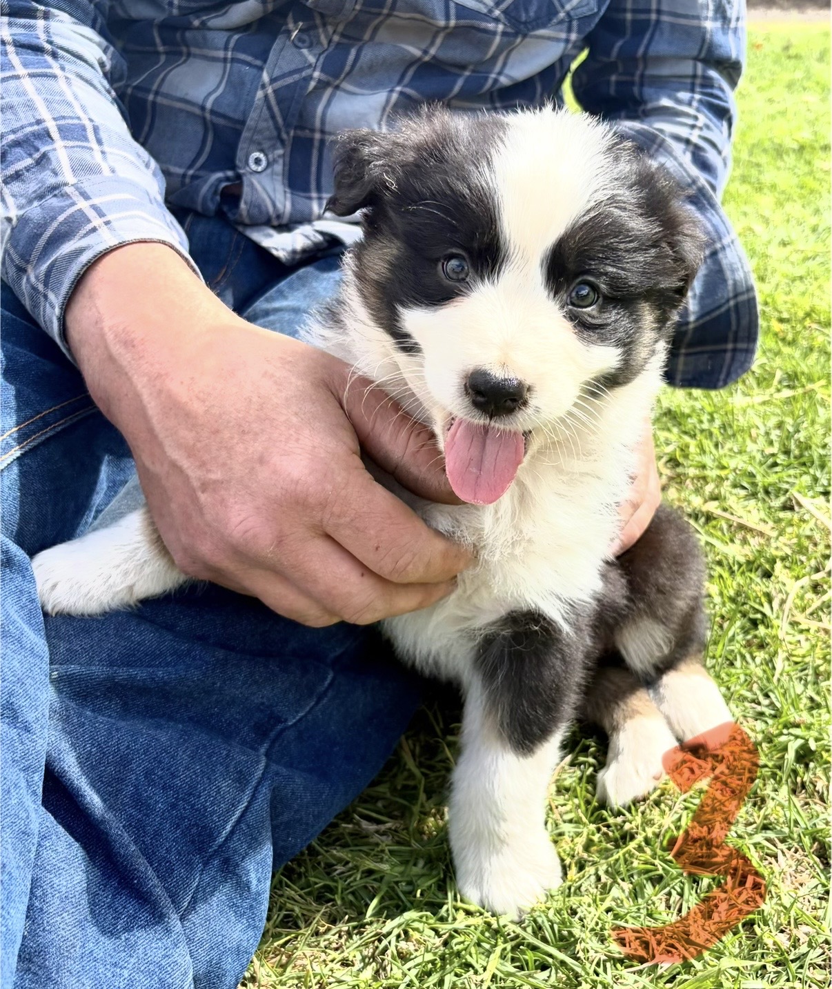 Australian Shepherd puppies — photo 4