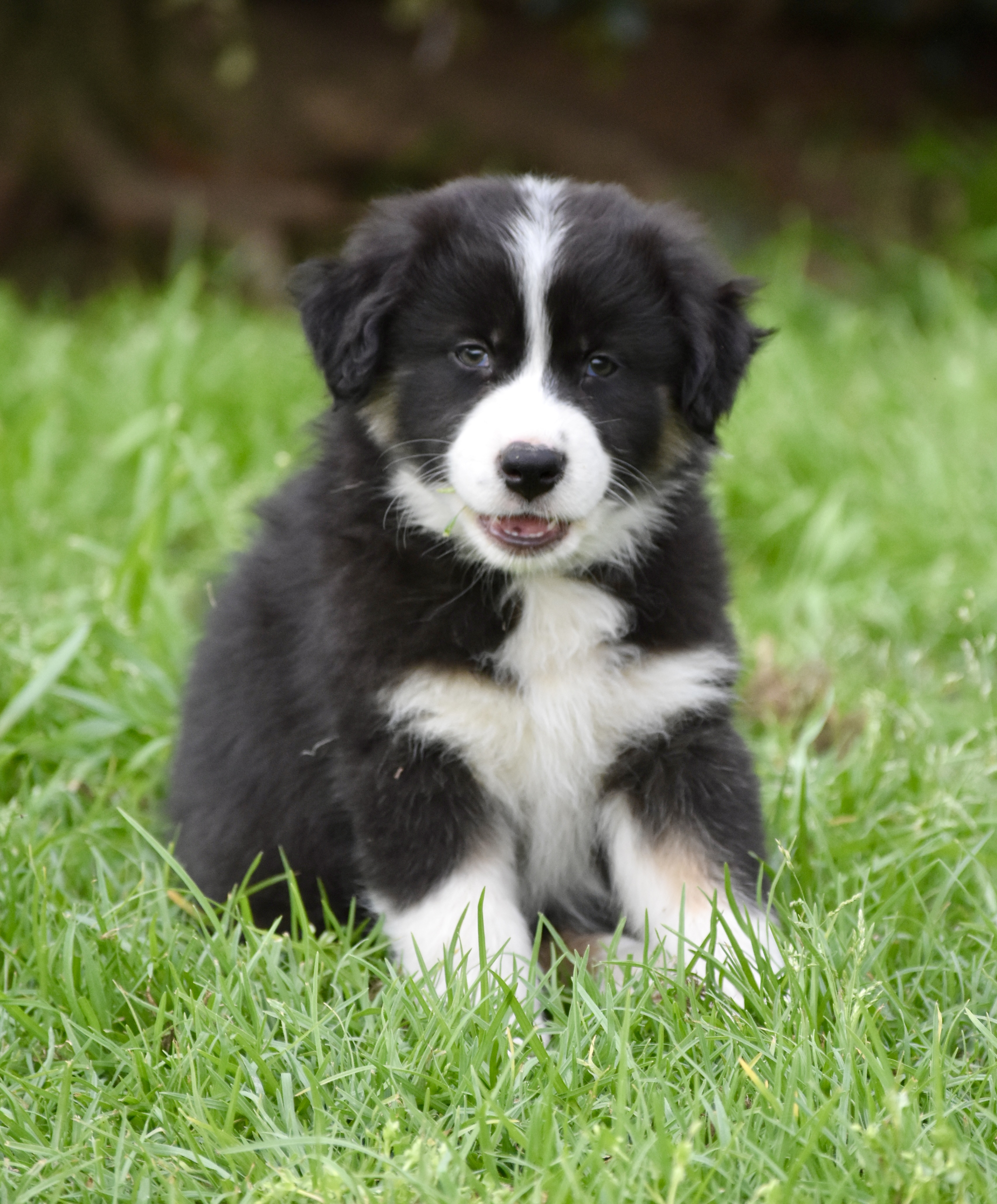 Australian Shepherd puppies — photo 12