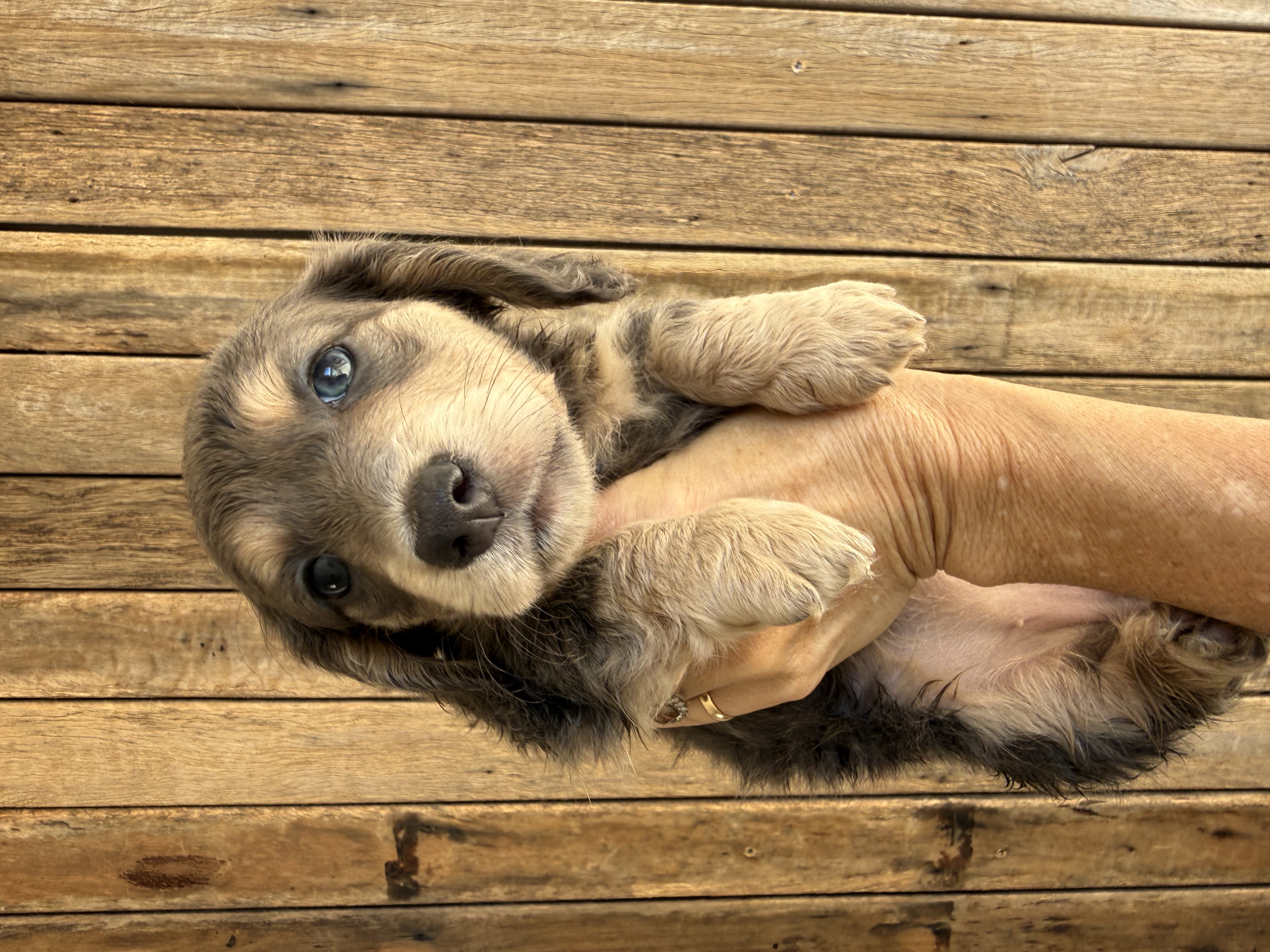 Cream long hair miniature dachshunds Ready — photo 3