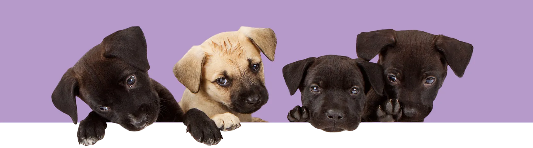 Four puppies peeking over a ledge