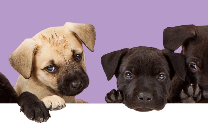 Two puppies peeking over a ledge