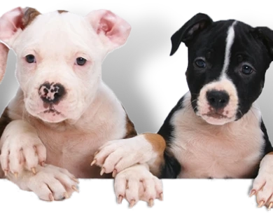 Puppy