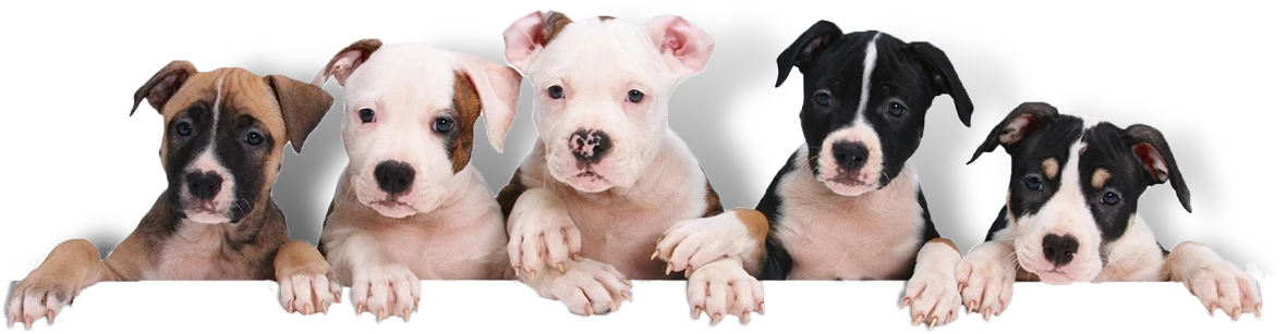 Puppy